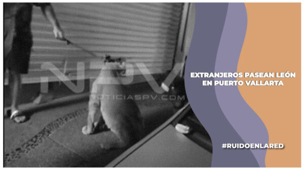 Extranjeros pasean a un león joven por las calles del centro de Puerto Vallarta, Jalisco