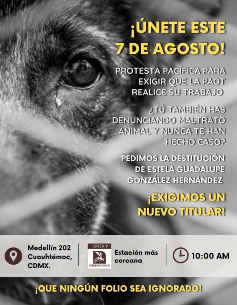 Marcha pacífica contra PAOT en CDMX por ineficacia en atender el maltrato animal; exigen destitución de su titular