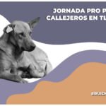 Jornada en pro de los perros en situación de calle en Tlaxcala