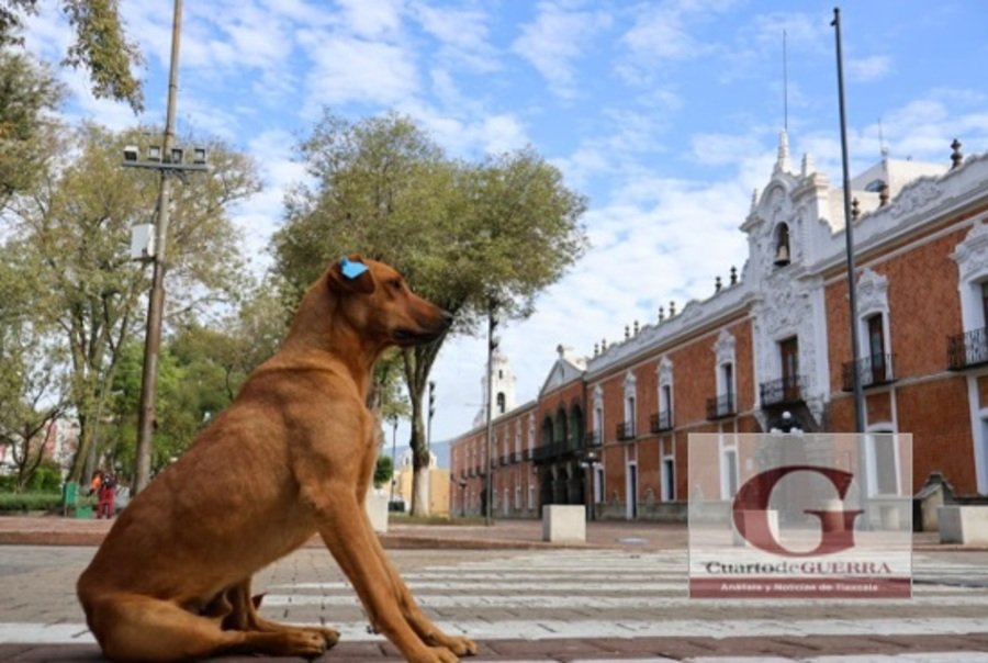 Jornada en pro de los perros en situación de calle en Tlaxcala: realizan vacunación, esterilización, desparasitación y aplicación de placas para seguimientos