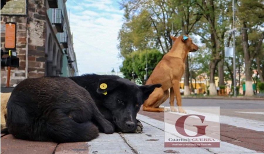 Jornada en pro de los perros en situación de calle en Tlaxcala: realizan vacunación, esterilización, desparasitación y aplicación de placas