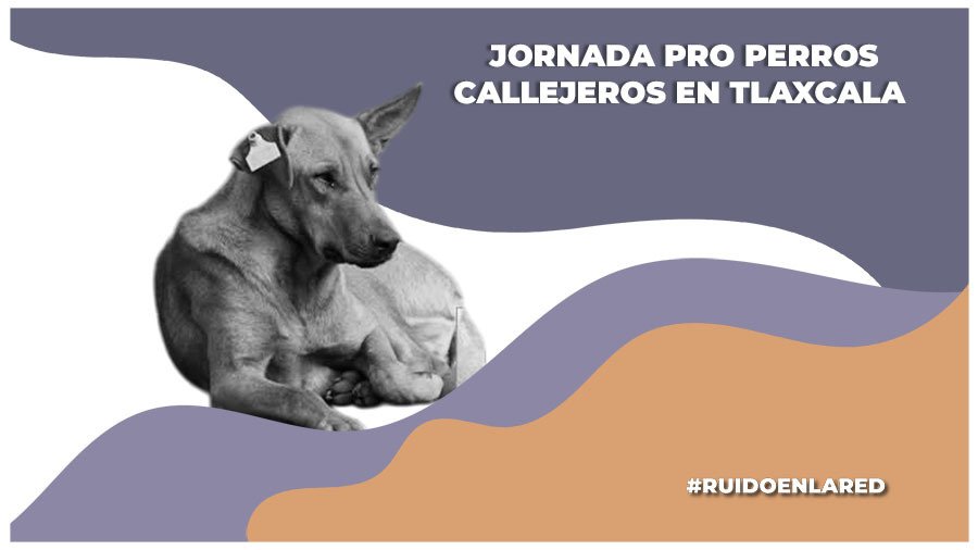 Jornada en pro de los perros en situación de calle en Tlaxcala