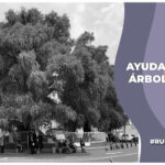 Ayuda para el Árbol Sabino