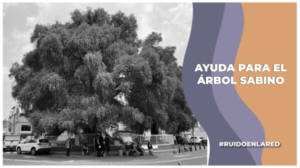 Ayuda para el Árbol Sabino