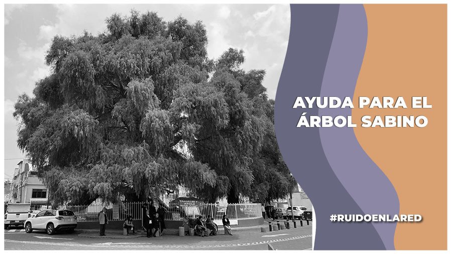 Ayuda para el Árbol Sabino