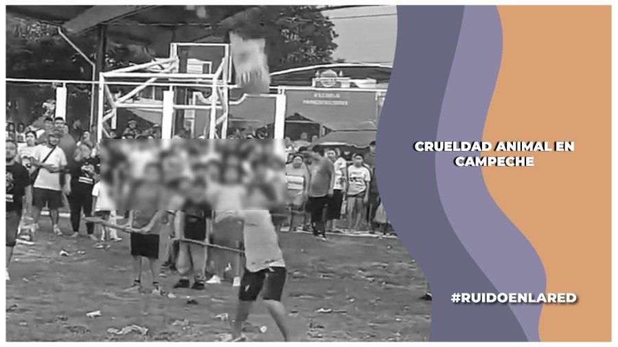 Denuncian maltrato animal el Calkiní, Campeche; metieron animales vivos a piñatas