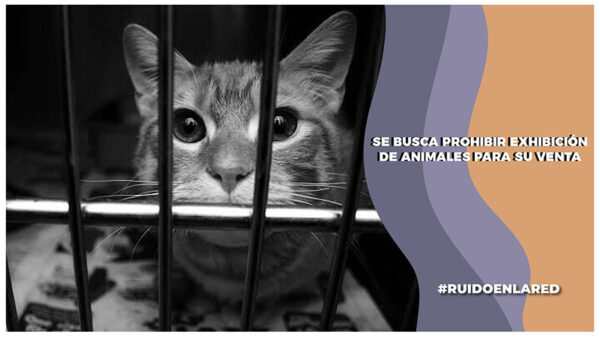 se prohibe la exhibición de animales para ponerlos en venta