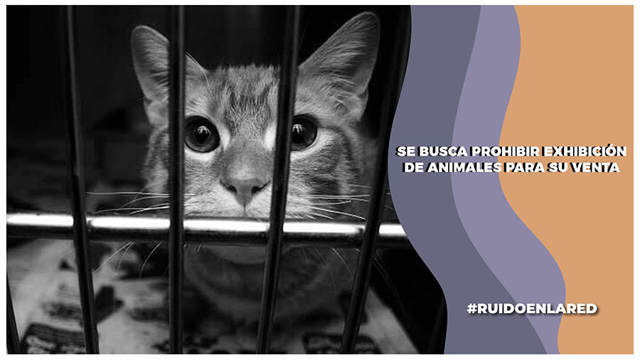 se prohibe la exhibición de animales para ponerlos en venta