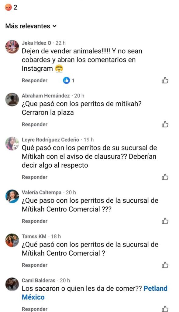 ¿Qué pasó con los perros de Petland en Plaza Mitikah? Autoridades no responden ni tampoco la empresa