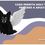 Vinculan a proceso a adulta mayor por el asesinato de una perrita en CDMX