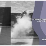 Fiscalía de Guanajuato ya investiga caso de estudiantes de criminología que explotaron a un gato con pirotecnia; presuntamente estaba vivo