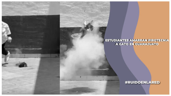 Fiscalía de Guanajuato ya investiga caso de estudiantes de criminología que explotaron a un gato con pirotecnia; presuntamente estaba vivo