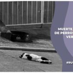 Tres perros cayeron desde la azotea de una vivienda en Xalapa, Veracruz