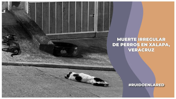 Tres perros cayeron desde la azotea de una vivienda en Xalapa, Veracruz