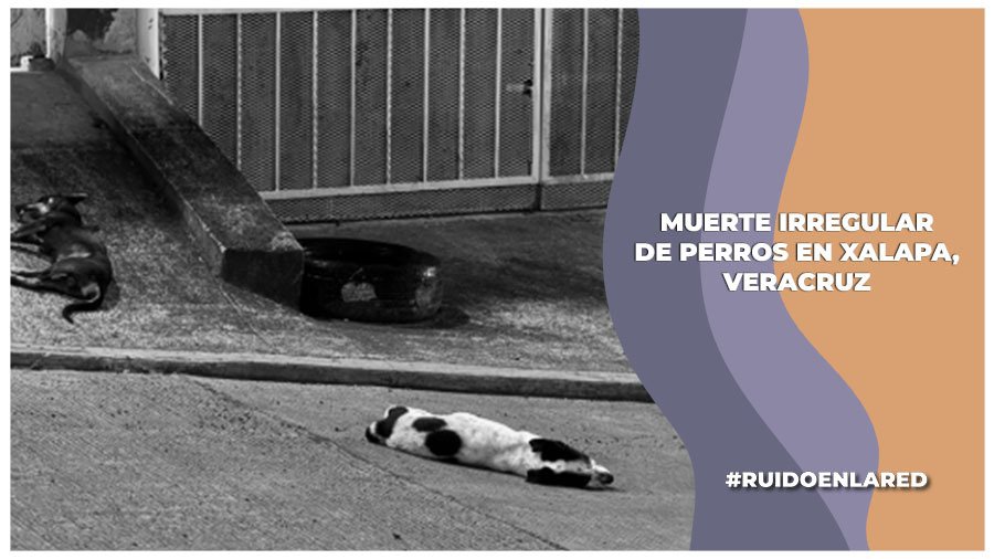 Tres perros cayeron desde la azotea de una vivienda en Xalapa, Veracruz