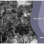 Tala del árbol Eugenito