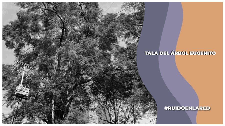 Tala del árbol Eugenito
