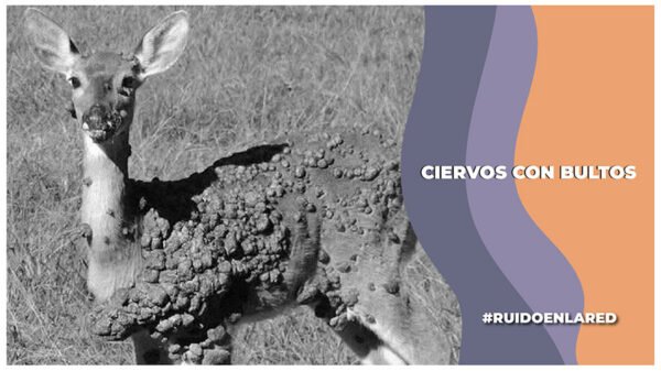 ciervos con bultos