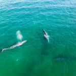 se registran 92 ballenas grises muertas en baja california sur