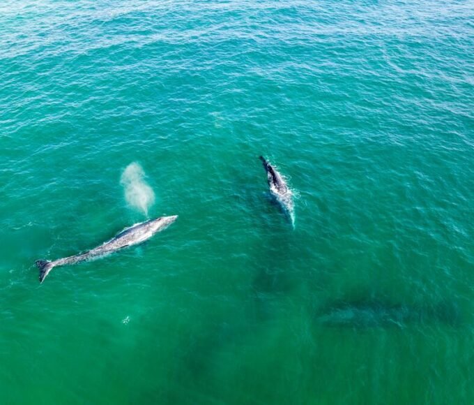 se registran 92 ballenas grises muertas en baja california sur