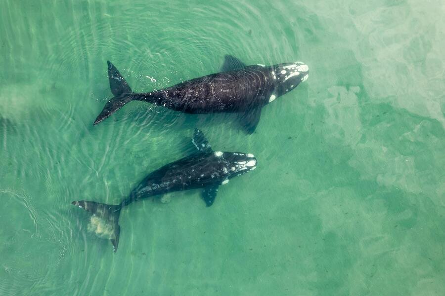 advierten sobre crisi de ballenas grises muertas en baja california sur