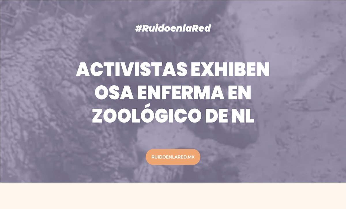 Imagen de la osa mina