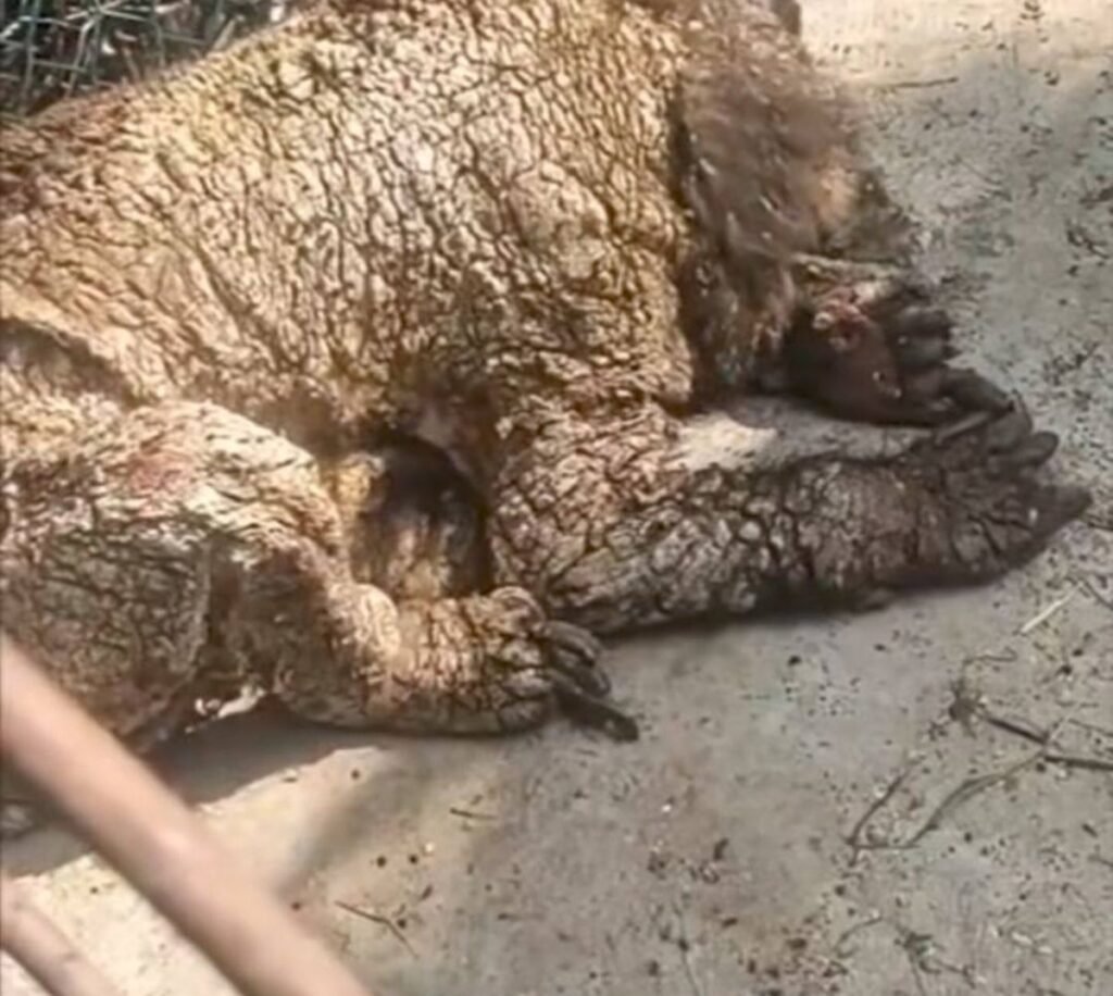 Imagen de la osa mina