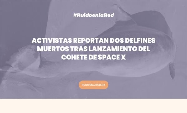 foto del delfín muerto tras lanzamiento del cohete de Space X
