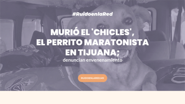 chicles perrito tijuana