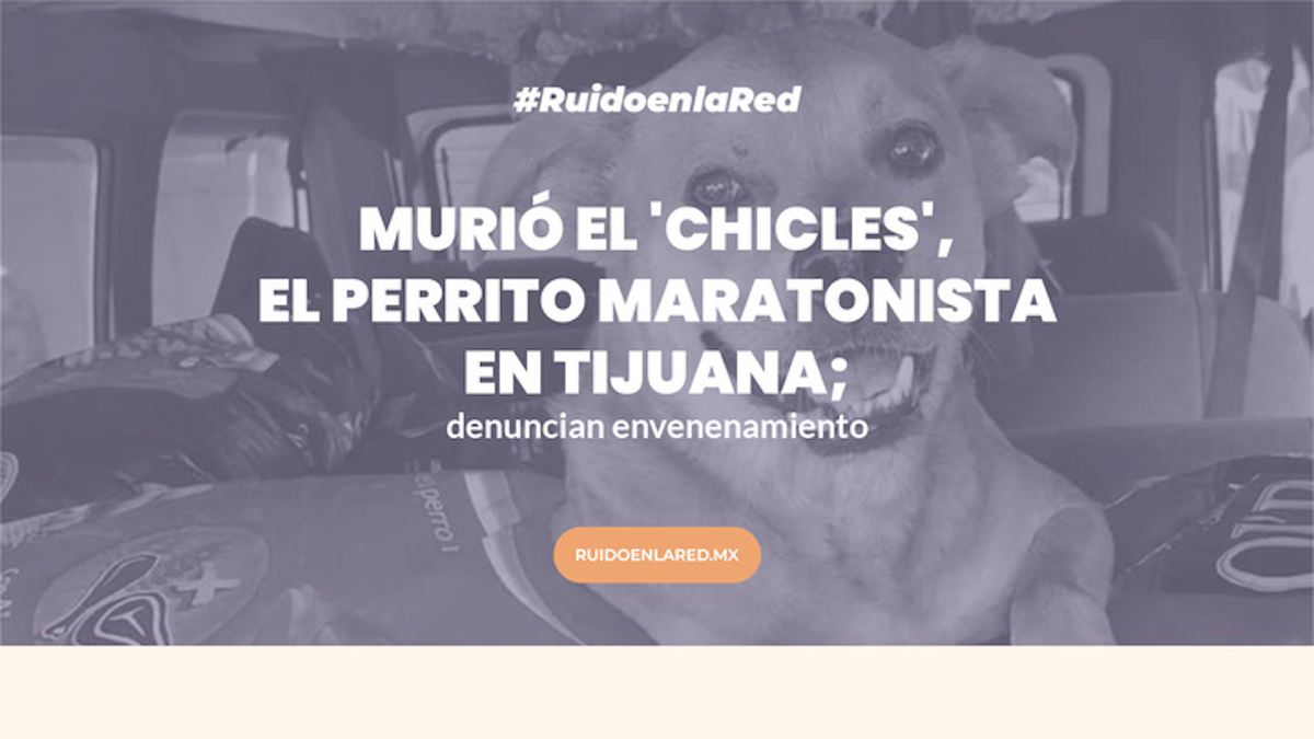 chicles perrito tijuana