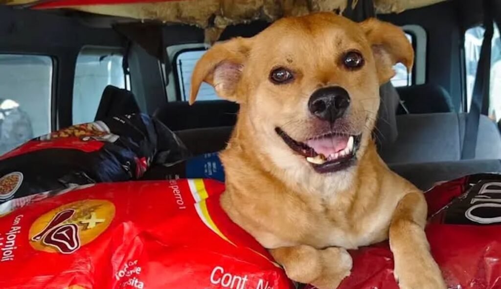 chicles perrito tijuana