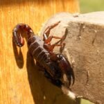 Niña muere en hospital de Hermosillo por picadura de alacrán; IMSS no tenía suero