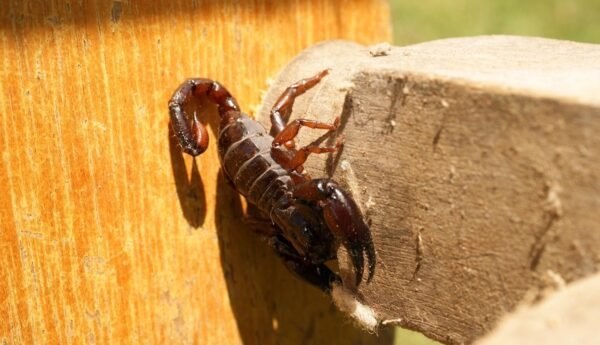 Niña muere en hospital de Hermosillo por picadura de alacrán; IMSS no tenía suero