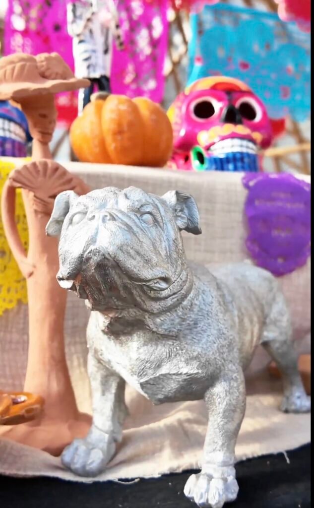 ¿Cuándo llegan los perritos, gatos y otras mascotas por el Día de Muertos? ¿Qué día se pone la ofrenda?