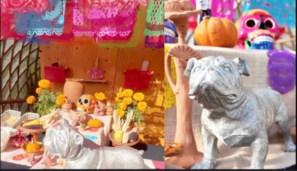¿Cuándo llegan los perritos, gatos y otras mascotas por el Día de Muertos? ¿Qué día se pone la ofrenda?