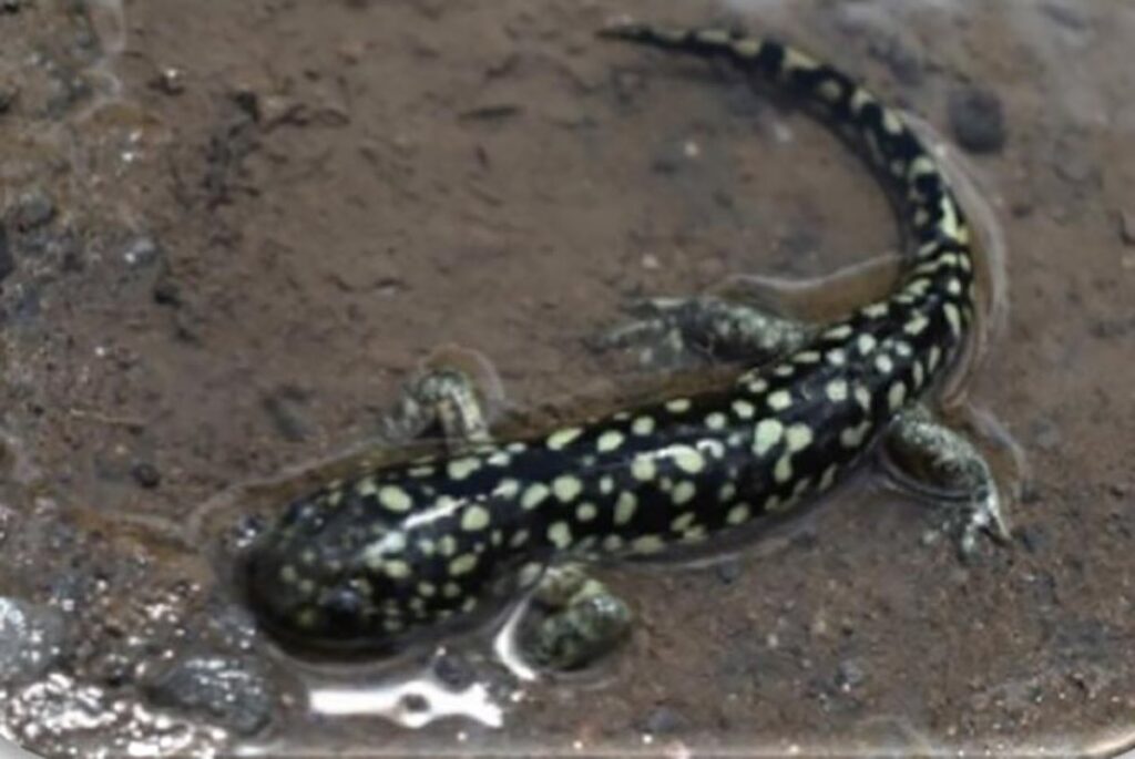 foto del ajolote del altiplano