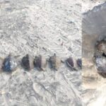 foto de las tortugas muertas en matamoros, tamaulipas