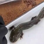 foto del ajolote del Altiplano hallado en Querétaro