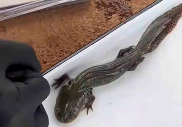 foto del ajolote del Altiplano hallado en Querétaro