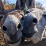 Burros Rancho Carisuva