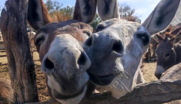 Burros Rancho Carisuva