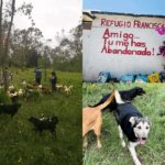 Gobierno de la Ciudad de México informó sobre el estado de salud de los perros