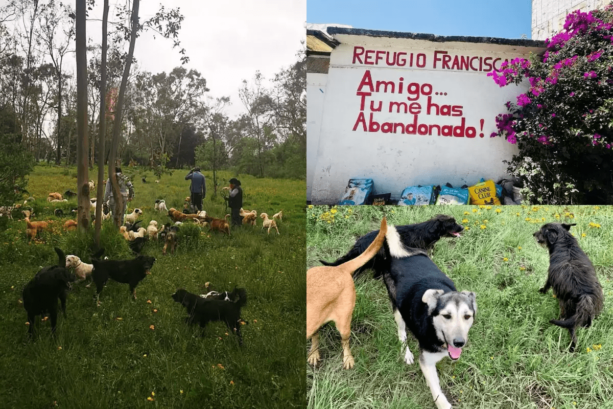 Gobierno de la Ciudad de México informó sobre el estado de salud de los perros