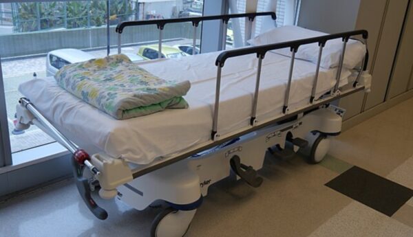 Niño ódami Chihuahua