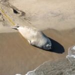 ¿Quién es 'Panchito' el elefante marino?