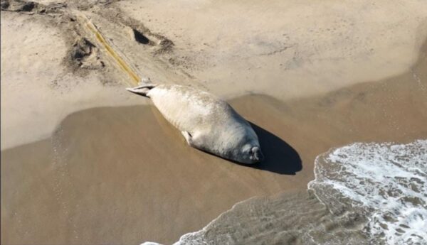 ¿Quién es 'Panchito' el elefante marino?