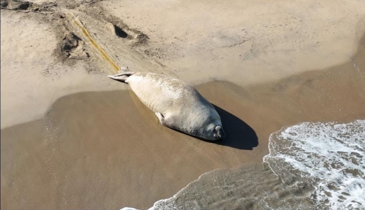 ¿Quién es 'Panchito' el elefante marino?