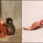 Punch el mono bebé viral Zoológico Japón