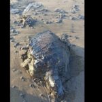 Derrame afecta costas de Veracruz y Tabasco ¿cuál ha sido el impacto ambiental y económico?