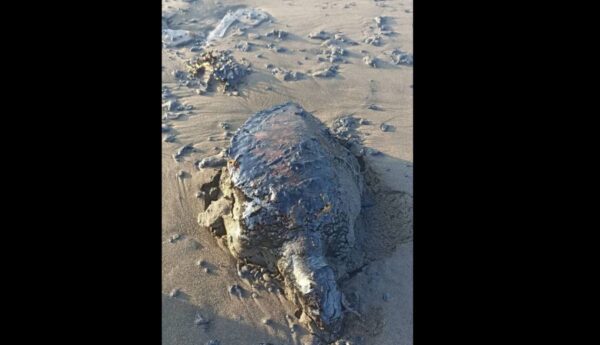 Derrame afecta costas de Veracruz y Tabasco ¿cuál ha sido el impacto ambiental y económico?